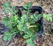 Glistnik jaskółcze ziele