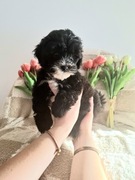 Shihpoo piesek . Czarny z białą krawatką. Kontaktowy i milusiński. Hybryda 