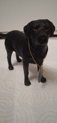 CZARNY LABRADOR LEONARDO COLLECTION LESSER &PAVEY LTD 