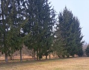 Drzewa typu Świerki.