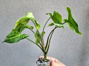Syngonium Three Kings w hydroponice nr4