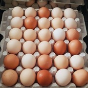 Jaja wiejskie ,swojskie ,40 sztuk, 1,50 sztuka