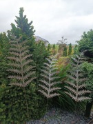 Liście paproci zestaw metalowy 