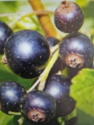 Czarna porzeczka doskonała na przetwory i soki