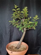 dzika jabłoń bonsai prebonsai