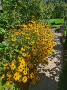 Sadzonka rudbekia 