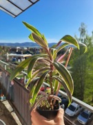 Tradescantia spathacea 'Tricolor' 