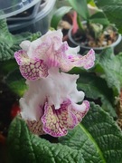 Skrętnik DS-Gerda sadzonka 