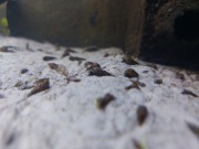 Ślimaki świderki Melanoides tuberculata