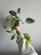 Scindapsus marble quenn variegata 