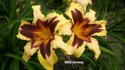 Liliowiec Wild Horses