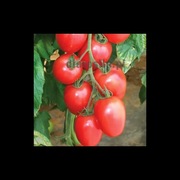 Pomidor Pink Pioneer f1 5szt