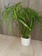 PAPIRUS CIBORA GĘSTY roślina o wysokość do 50 cm