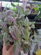 Tradescantia 'Pink Clone'