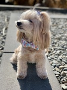 Obroża dla psa kokardka donat wiosna