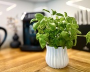 Osłonka na doniczkę na bazylię, rośliny, kwiatki. Biała, elegancka