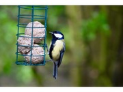 karmnik koszyk na kule tłuszczowe 10 sztuk 