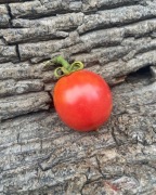 PINK PEACH Pomidor Kolekcjonerski 