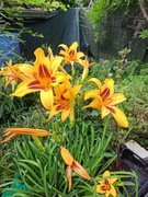 Liliowiec Hemerocallis