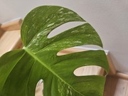 Monstera variegata piękna roślinka