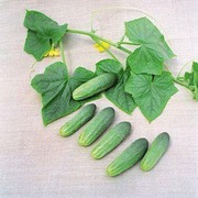 Ogórek Atomic F1 - Nasiona Holenderskie