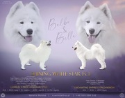 Szczenięta Samoyed Zkwp FCI LODZ