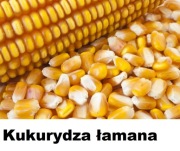 kukurydza sucha 