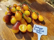 INDYGO KUMQUAT PEAR nasiona Pomidor Kolekcjonerski