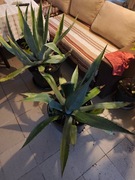 AGAWA kwiatki SPRZEDAM sztuk 2. 