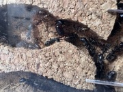 Akcesoria dla zwierząt 