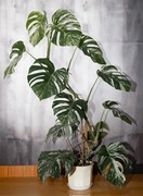 Monstera variegata 110 cm, 12 liści