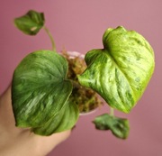 Philodendron mamei mint Variegata