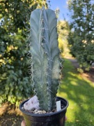 KAKTUS Stenocereus pruinosus duży okaz!