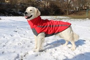 Kurtka dla psa golden retrievera