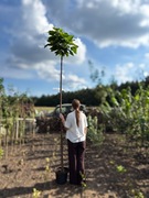 Surmia bignoniowa 'Nana' Katalpa Catalpa 1,5m - 2,3m