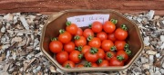 pomidor Red Cherry nasiona kolekcjonerskie