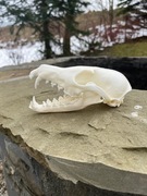 Czaszka LISA jenota borsuka kuny łani. Profesjonalna preparacja Naturalna! 