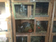 Klatka na króliki, 3 klatki.