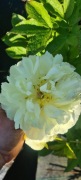 Piwonia Lemon chiffon