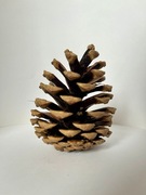 Szyszki sosnowe naturalne 30 szt. + Gratisy