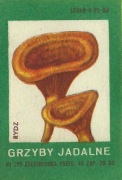 Etykiety zapałczane-Grzyby jadalne-RYDZ-Częstochowa