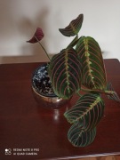 Maranta 'Fascinator Triciolor' 