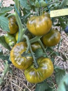 Pomidor Kiwi nasiona kolekcjonerskie