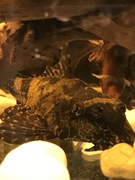 zbrojnik Pterygoplichthys gibbiceps samica