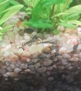 Sprzedam młode glonojady zbrojnik niebieski,albinos. 