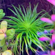 Tonina sp. Lago Grande, sadzonka min 5 cm, hodowla podwodna