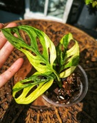 Monstera adansonii variegata monkey mask aurea kolekcjonerska 