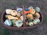 Nasiona pestki dyni ozdobnej Autumn Wings Korona Cierniowa, Large Fungo