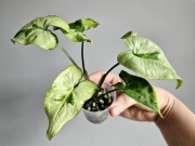 Syngonium Three Kings w hydroponice nr1
