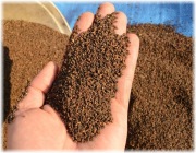 Facelia Błękitna – Twoje Wsparcie dla Pszczół i Żyznej Gleby 15 kg